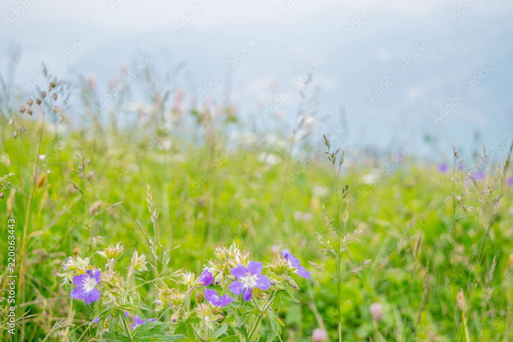Fiori Fiori