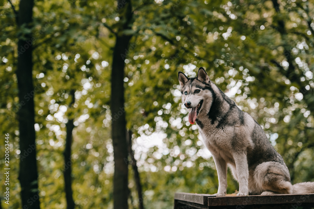siberian husky dog on agility ground in park