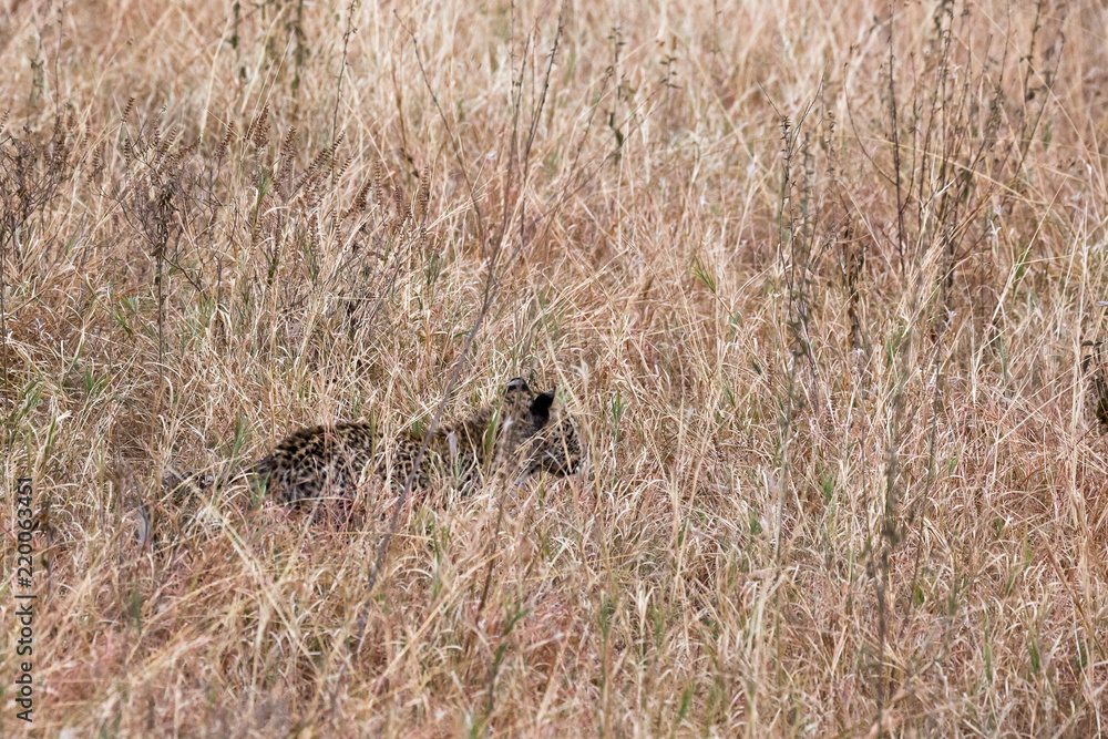 Obraz premium Leopard (Panthera pardus)