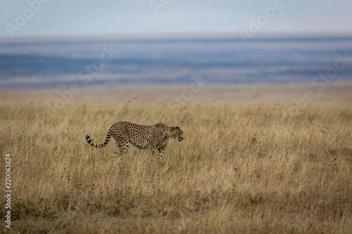 Gepard - Acinonyx jubatus 