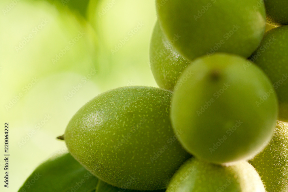 walnuts on a branch ripening in the forest or in the park walnuts on a branch ripening in the forest or in the park