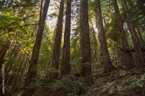 Woodside California  Wunderlich Redwoods