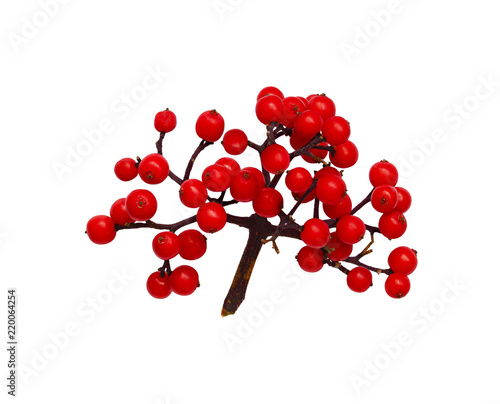 Bunch of small red berries