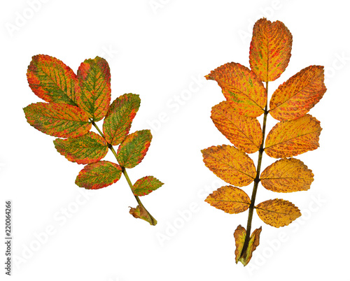 Set of colorful autumn leaves