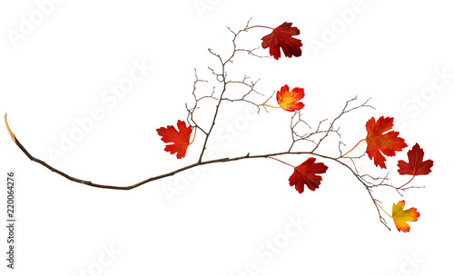 Dry autumn twig with red le...
