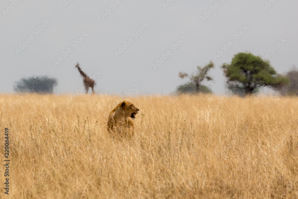 Fototapeta premium Löwin auf der Jagd