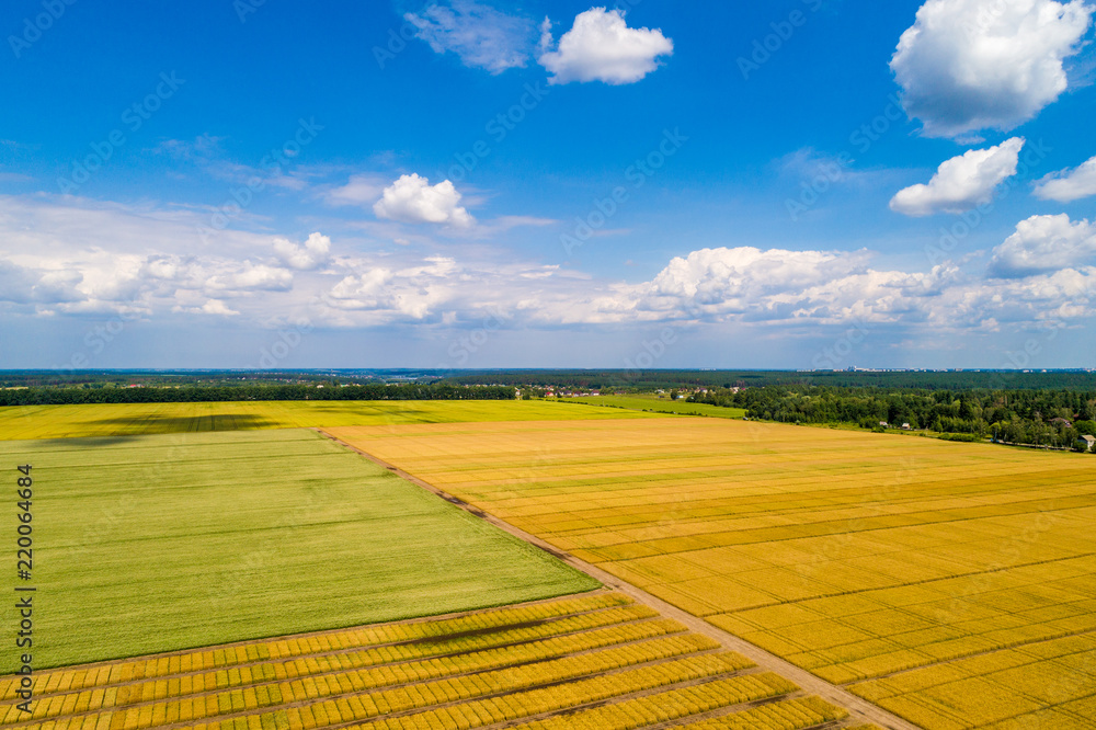 Aerial view of the countryside and wheat fields. Rural landscape on a sunny day