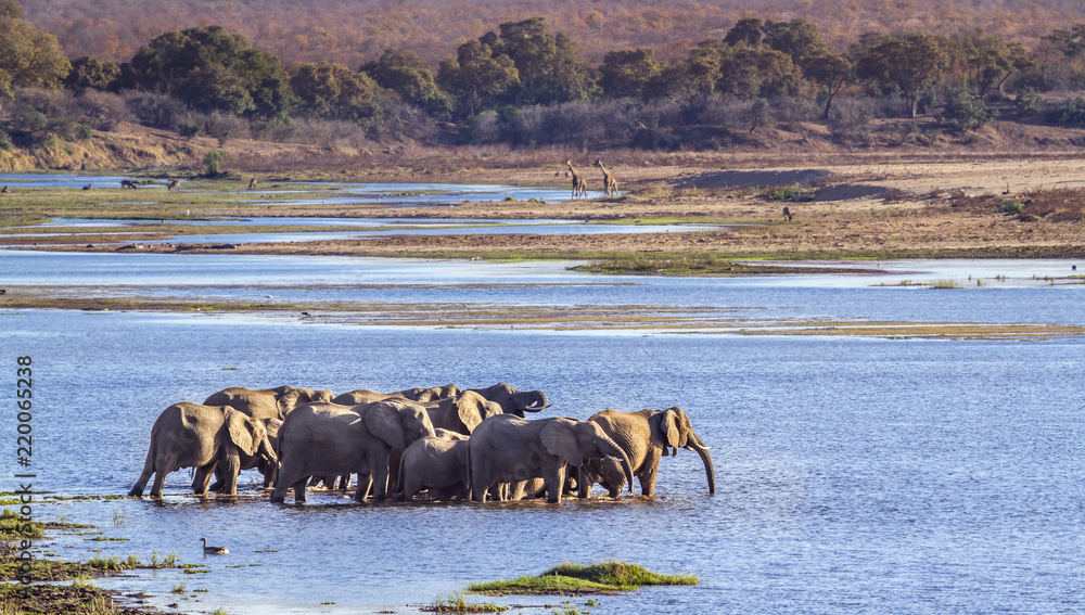African bush elephant in Kruger National park, South Africa