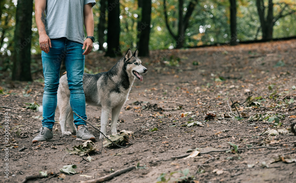 cropped view of man walking with siberian husky dog in forest