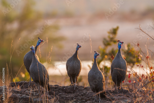 Helmeted guineafowl in Kruger National park, South Africa ; Specie Numida meleagris family of Numididae photo