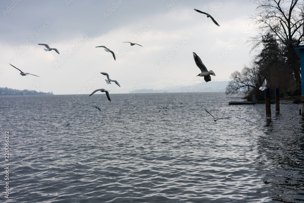 Fototapeta premium sea gull at lake shore on a cloudy day