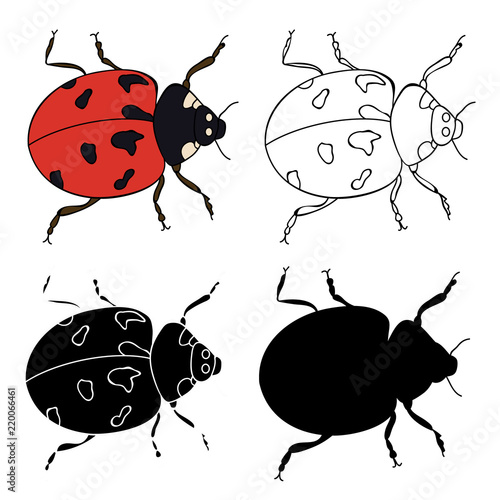 insect ladybug, set