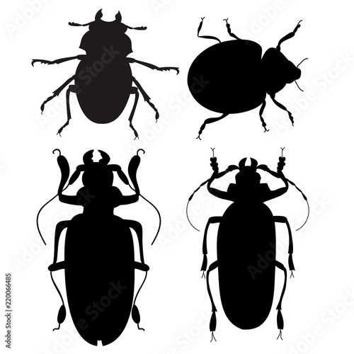 beetle, insect silhouette