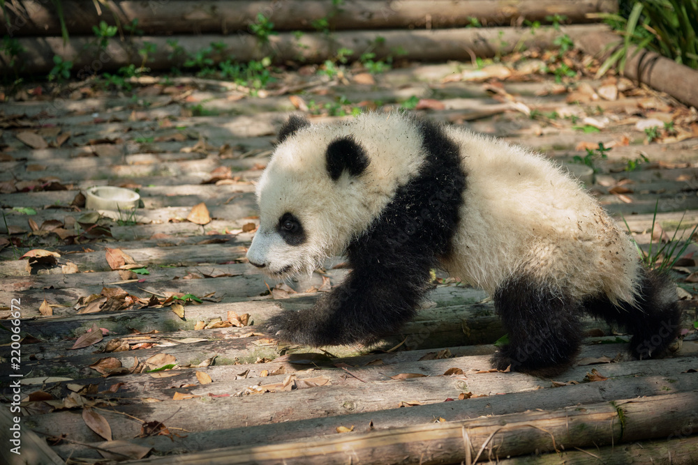Fototapeta premium Giant panda bear in China