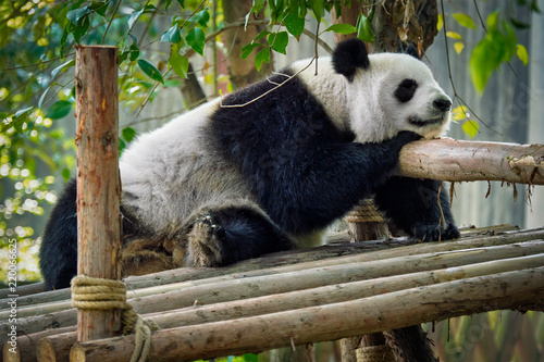 Fototapeta Naklejka Na Ścianę i Meble -  Giant panda bear in China