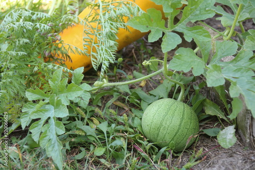 Assortment of fresh vegetables watermelon, zucchini,