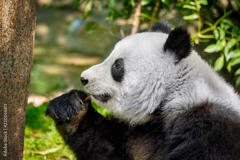 Fototapeta premium Giant panda bear in China