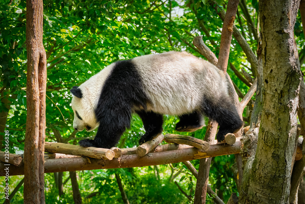 Fototapeta premium Giant panda bear in China