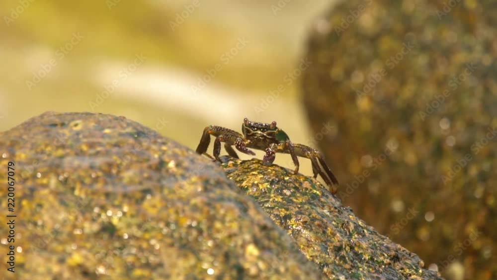 A beautiful crab stands on a rock and basks in the sun. Background is blurred. A beautiful crab stands on a rock and basks in the sun. Background is blurred.