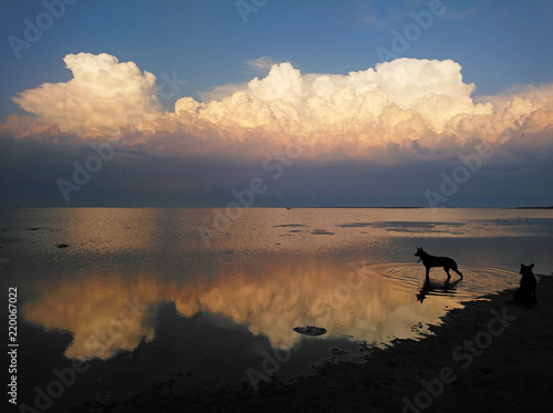 Beautiful sunset at the sea with clouds and a dog in the lower right corner.