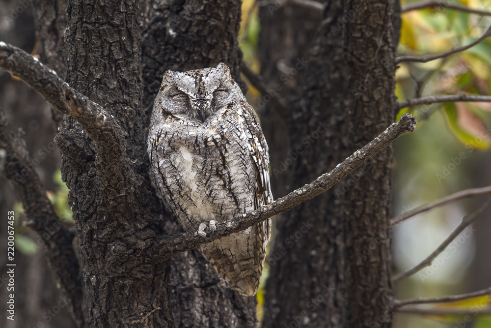 Fototapeta premium African Scops-Owl in Kruger National park, South Africa ; Specie Otus senegalensis family of Strigidae
