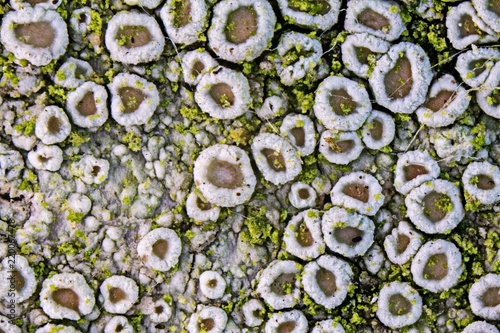 Photos Lecanora