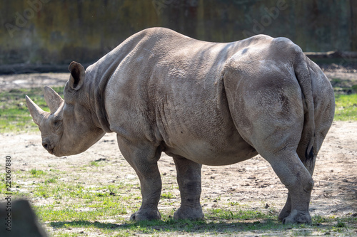Eastern black rhinoceros, (Diceros bicornis michaeli)