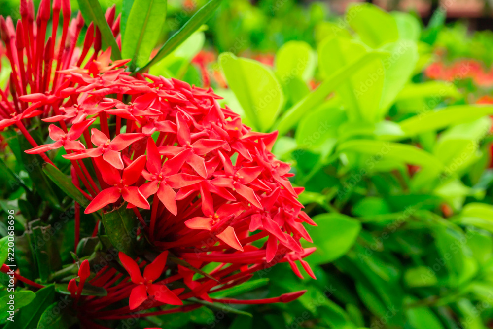 Beautiful Red spike flower. King Ixora blooming Beautiful Red spike flower. King Ixora blooming