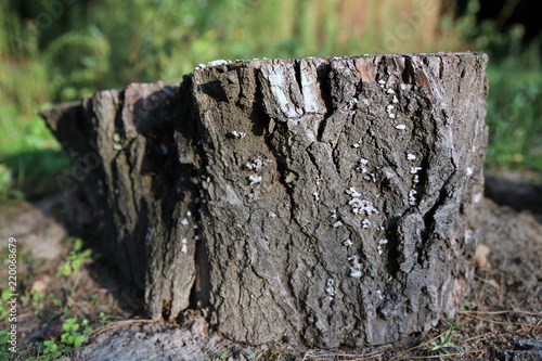 Fototapeta Naklejka Na Ścianę i Meble -  pień 