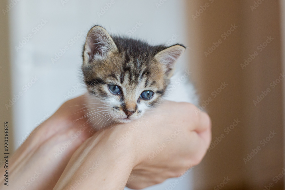 Close up of cute kitten in woman's hands. Pretty woman holding a cat closely to the camera. Indoor. Adorable kitty
