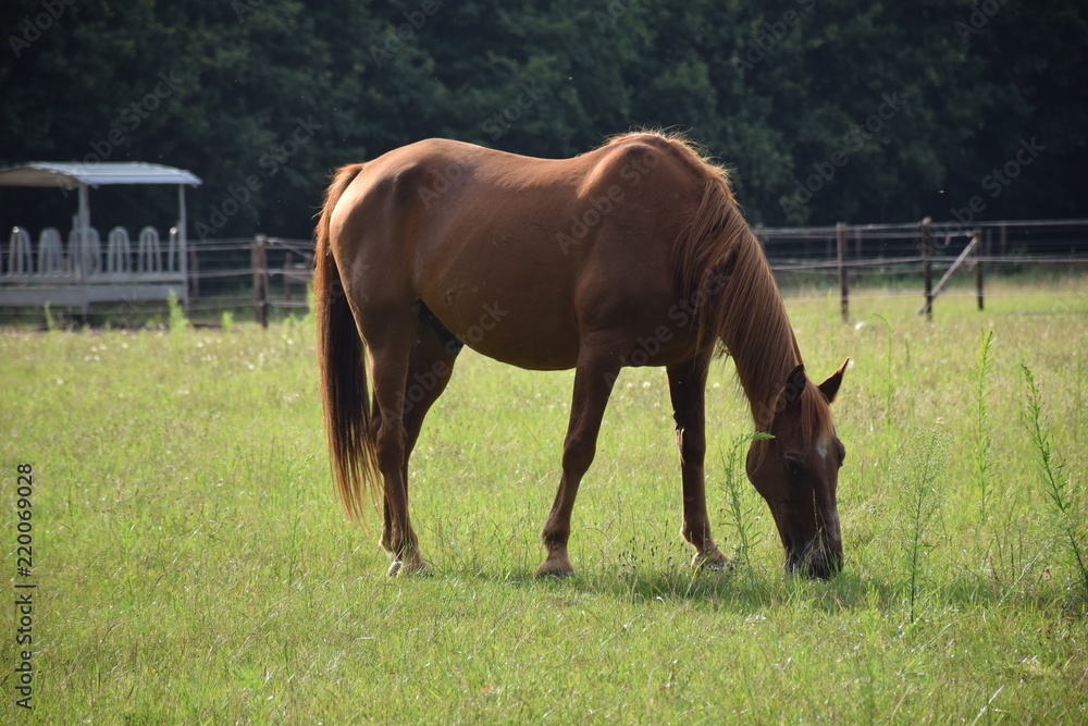 Obraz premium horse eating grass