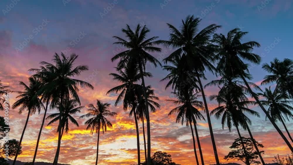 Palm trees on a colourful sunset background. 4k time lapse Palm trees on a colourful sunset background. 4k time lapse