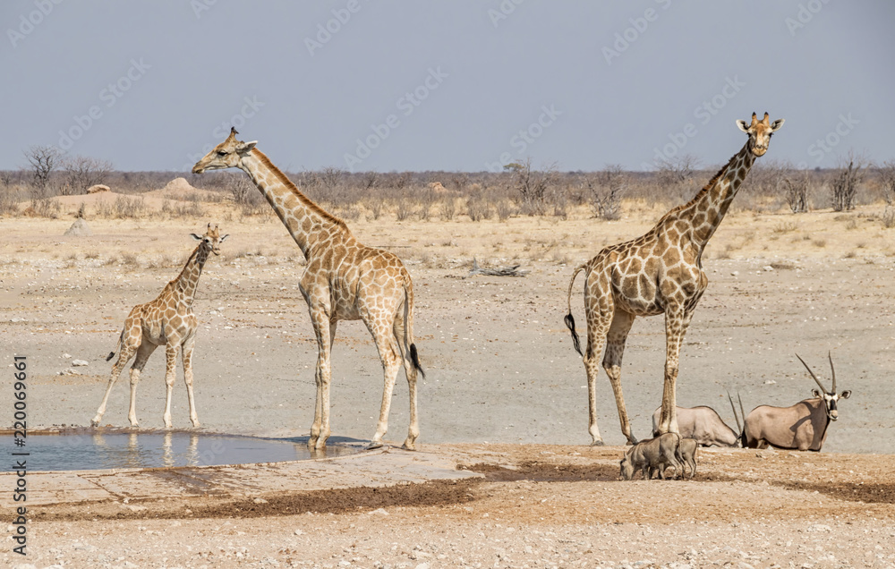 Fototapeta premium Giraffe At A Water Hole