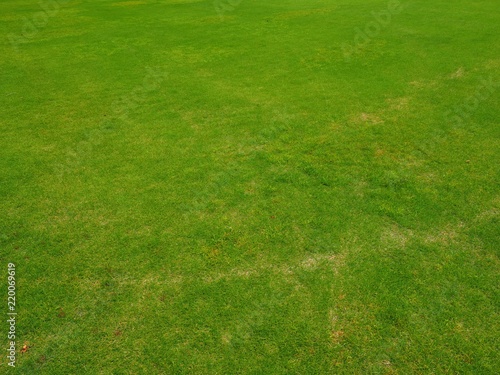 green lawn background