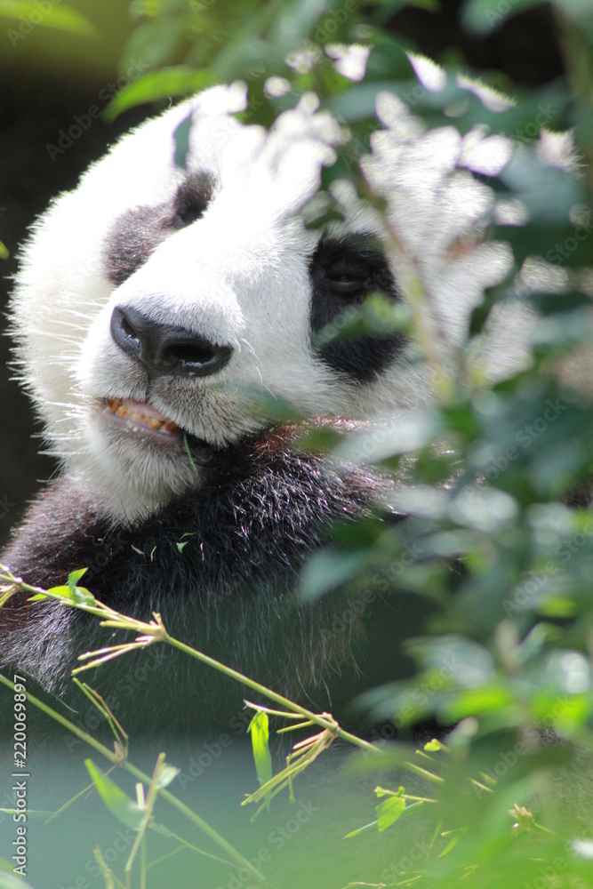 Fototapeta premium Cute panda in eating bamboo