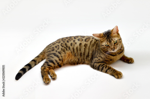 ベンガル子猫 bengal cat © ohashi