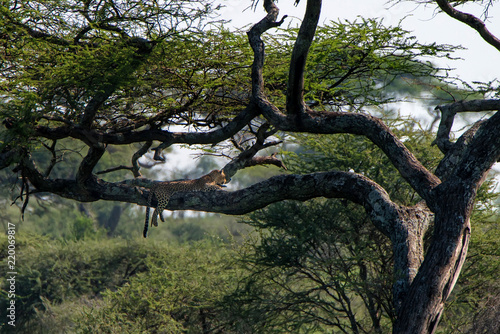 Sleeping leopard or Panthera pardus on a tree