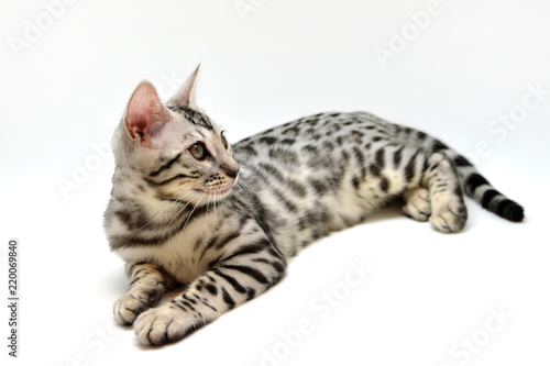                    bengal cat