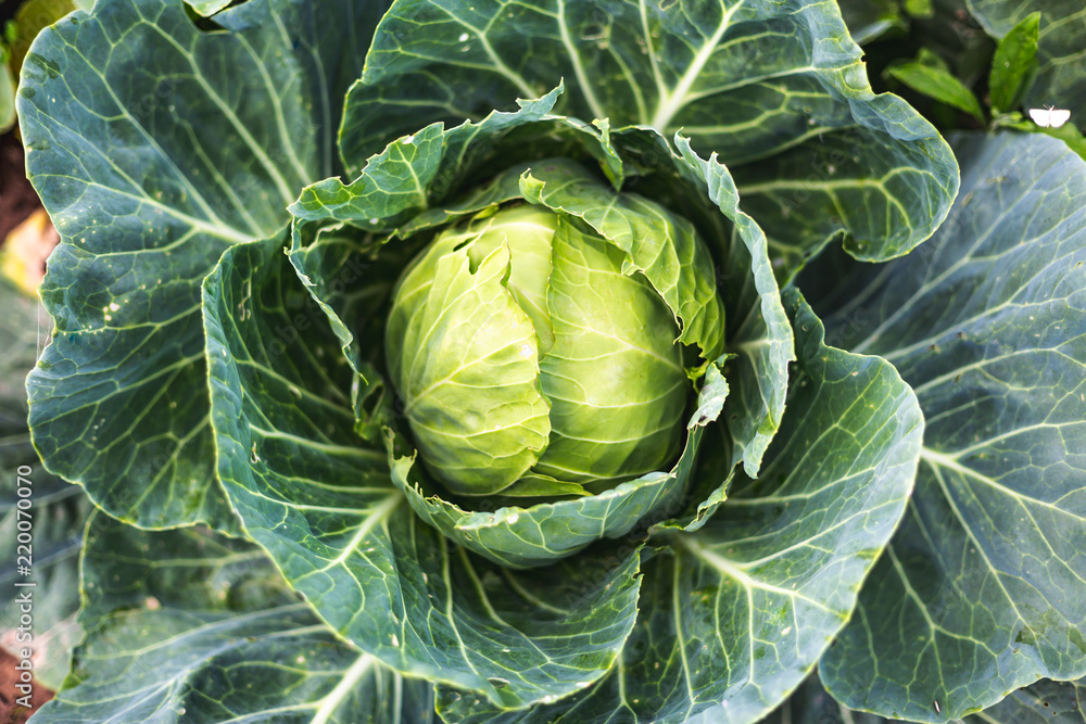 Obraz premium Cabbage growing in the field. Top view