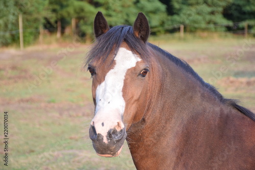 brown pony portrait