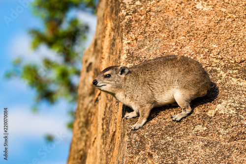 Close-up of rock hyrax or Procavia capensis