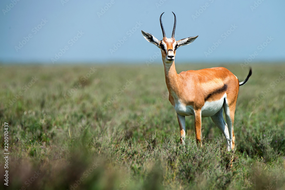 Wild Thompson's gazelle or Eudorcas thomsonii in savannah Wild Thompson's gazelle or Eudorcas thomsonii in savannah