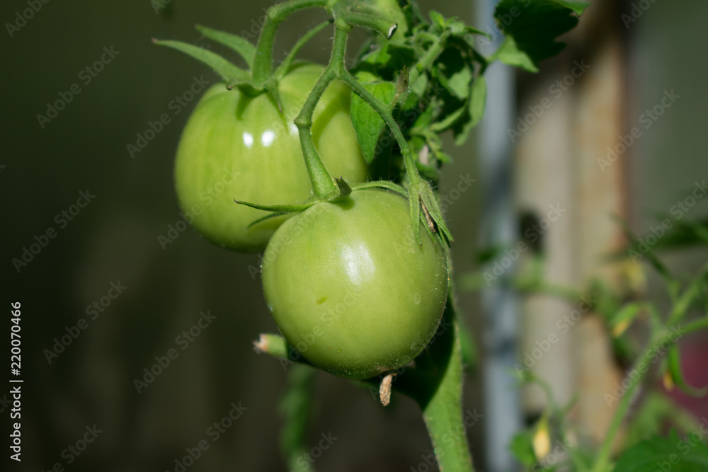 green tomato