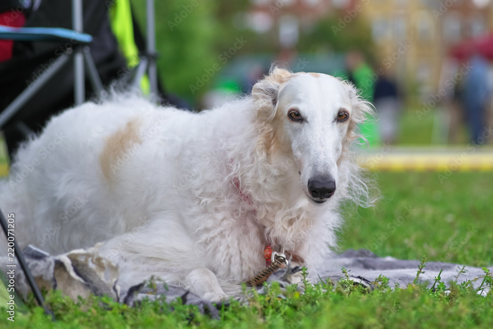 Greyhounds white dog lies on the grass and looks at the camera Greyhounds white dog lies on the grass and looks at the camera