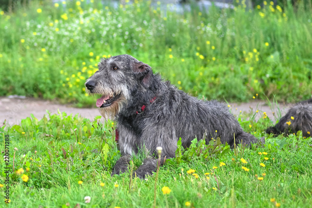Irish Wolfhound is a breed of hunting dogs. One of the biggest dogs in the world