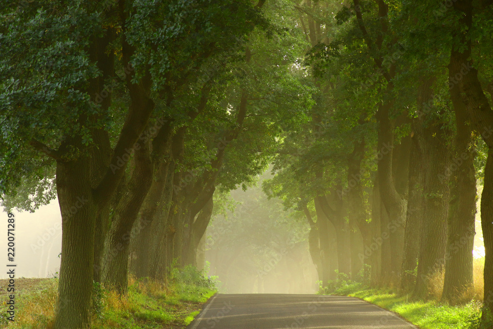 Obraz premium Baumallee