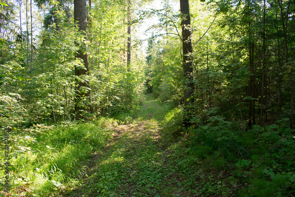 forest path forest path