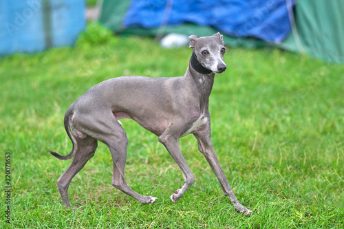 Leverette gray dog on the grass background close-up