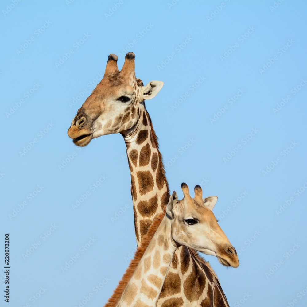 Obraz premium Giraffe Pair Portrait