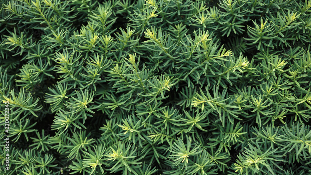 background of green leaves background of green leaves